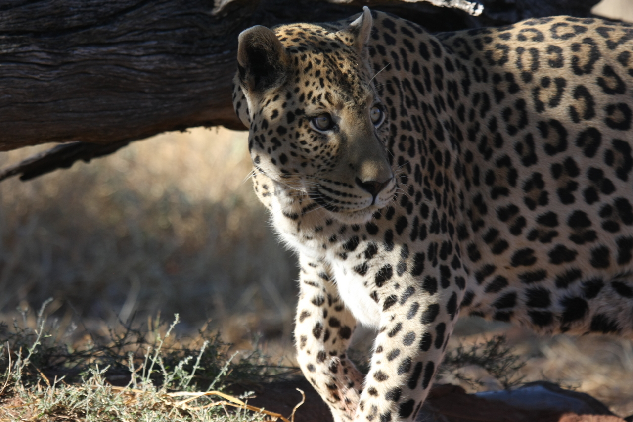 [5996] 2016_06_23_10_29_31_Africa_Canon_EOS_40D_IMG__08594.jpg