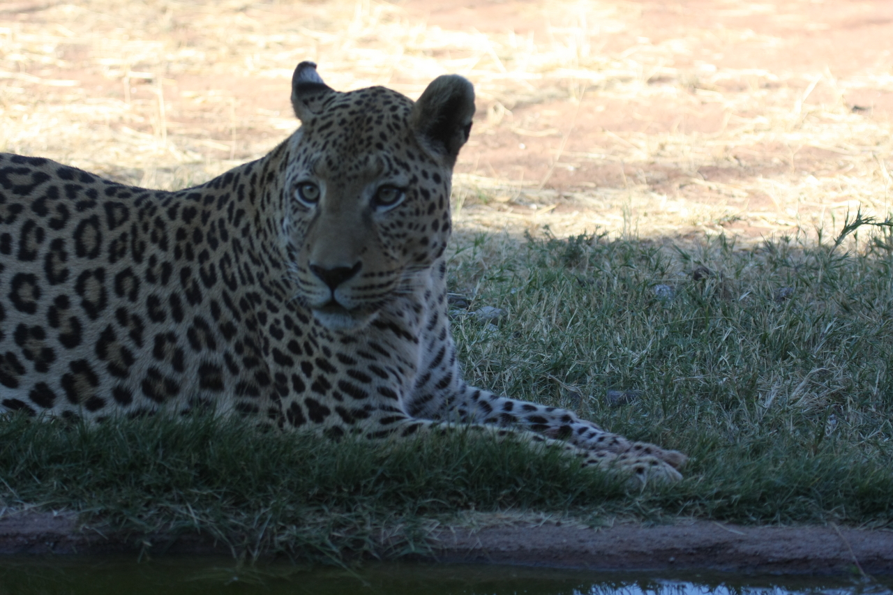 [6015] 2016_06_23_10_30_08_Africa_Canon_EOS_40D_IMG__00316.jpg