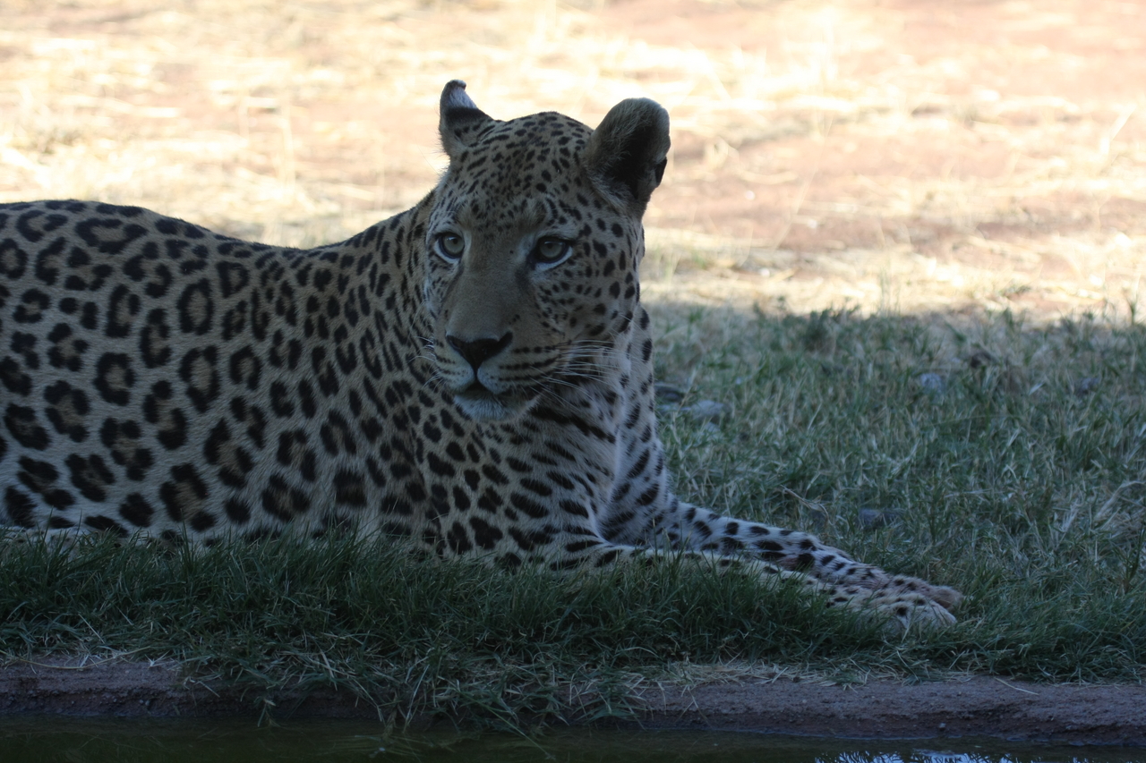 [6031] 2016_06_23_10_30_09_Africa_Canon_EOS_40D_IMG__08599.jpg