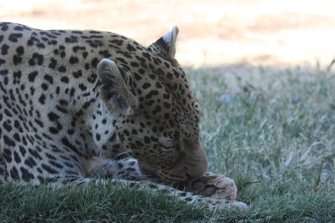 [6046] 2016_06_23_10_31_02_Africa_Canon_EOS_40D_IMG__01154.jpg