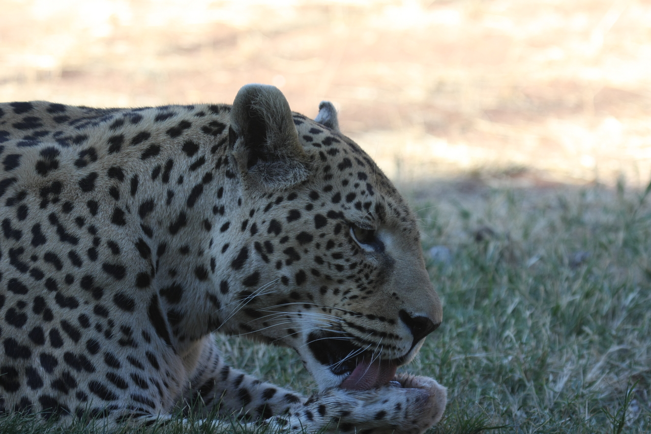 [6052] 2016_06_23_10_31_52_Africa_Canon_EOS_40D_IMG__00321.jpg