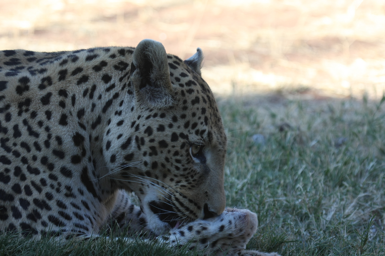 [6058] 2016_06_23_10_31_55_Africa_Canon_EOS_40D_IMG__00323.jpg