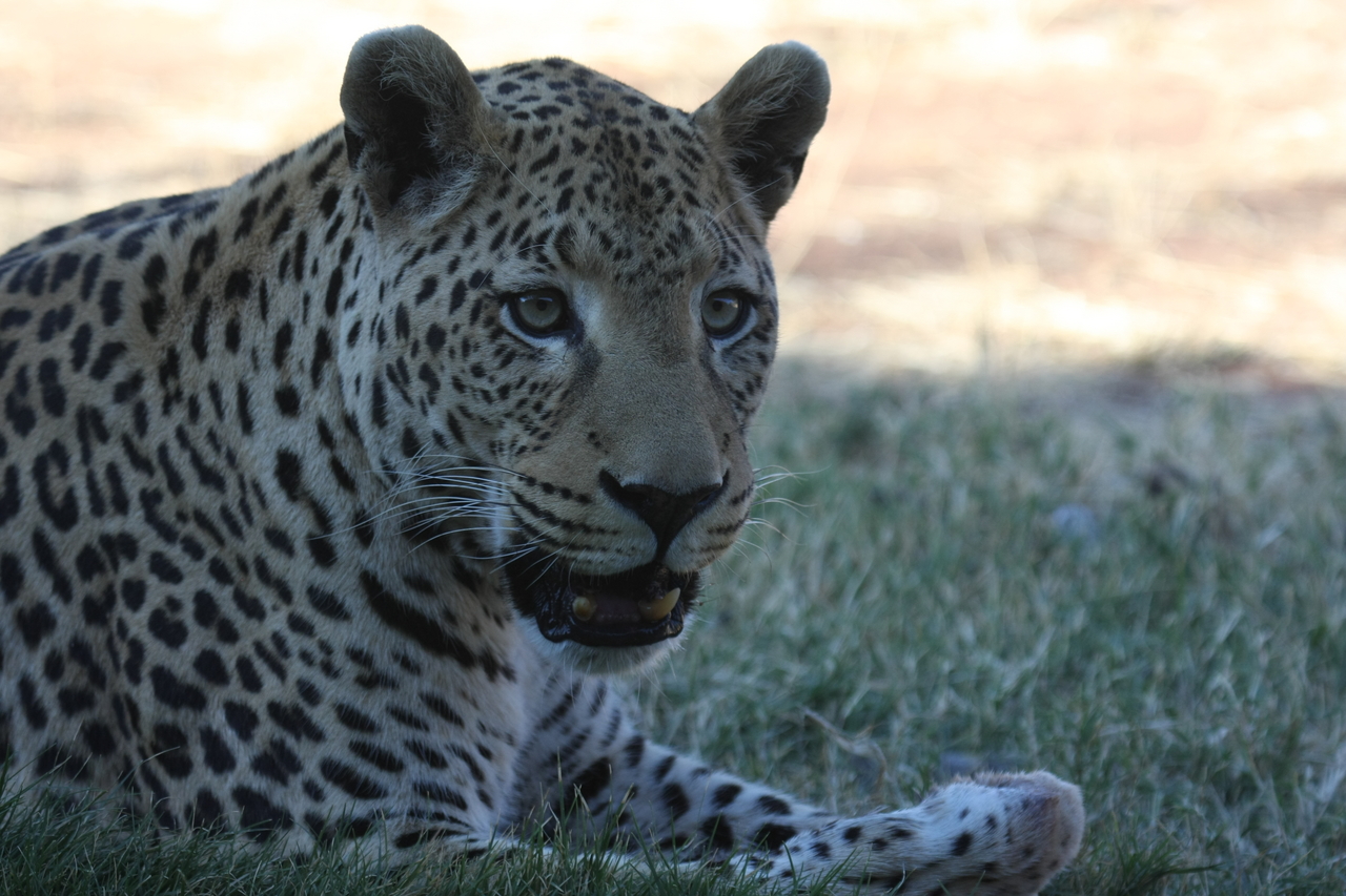 [6074] 2016_06_23_10_32_07_Africa_Canon_EOS_40D_IMG__08606.jpg