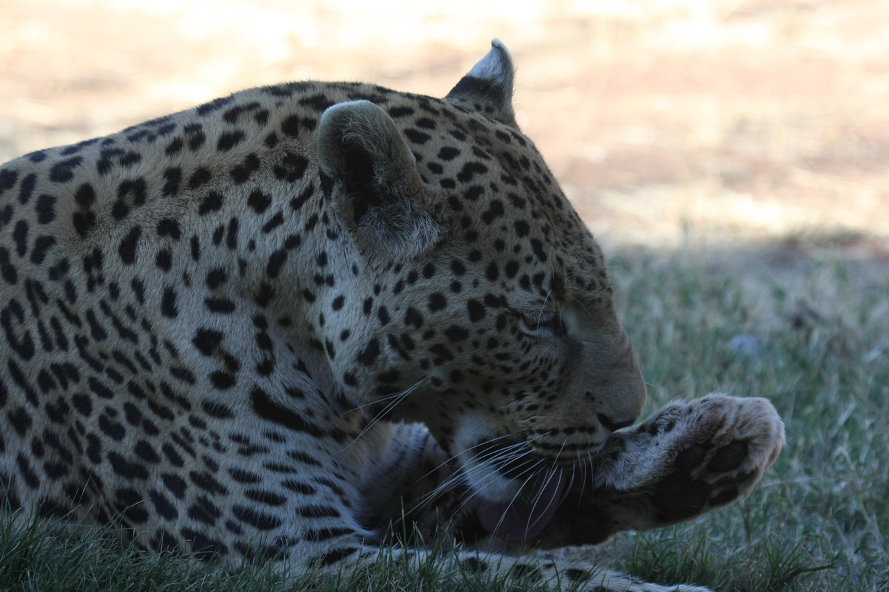 [6077] 2016_06_23_10_32_09_Africa_Canon_EOS_40D_IMG__00328.jpg