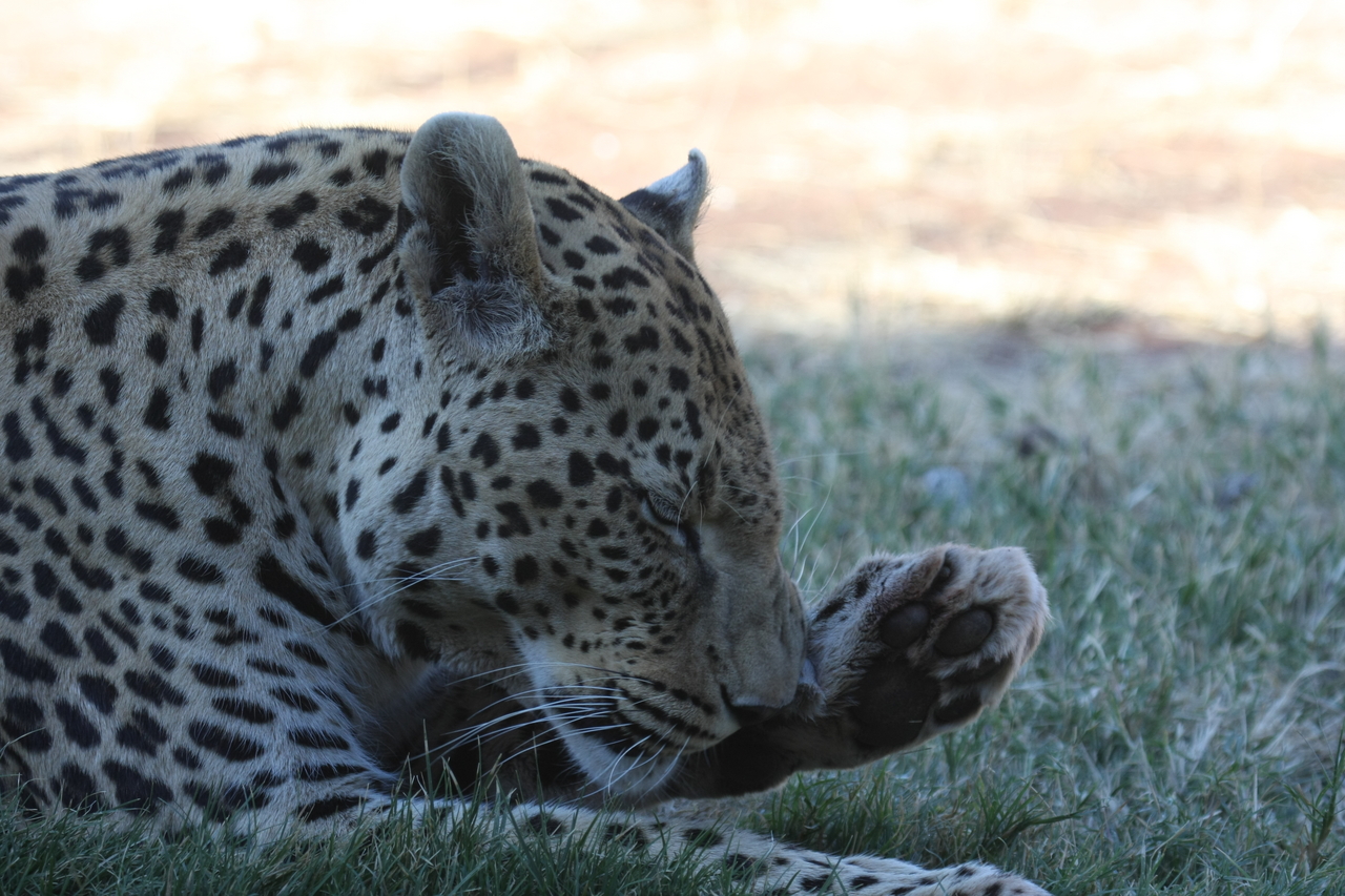 [6088] 2016_06_23_10_32_18_Africa_Canon_EOS_40D_IMG__08612.jpg