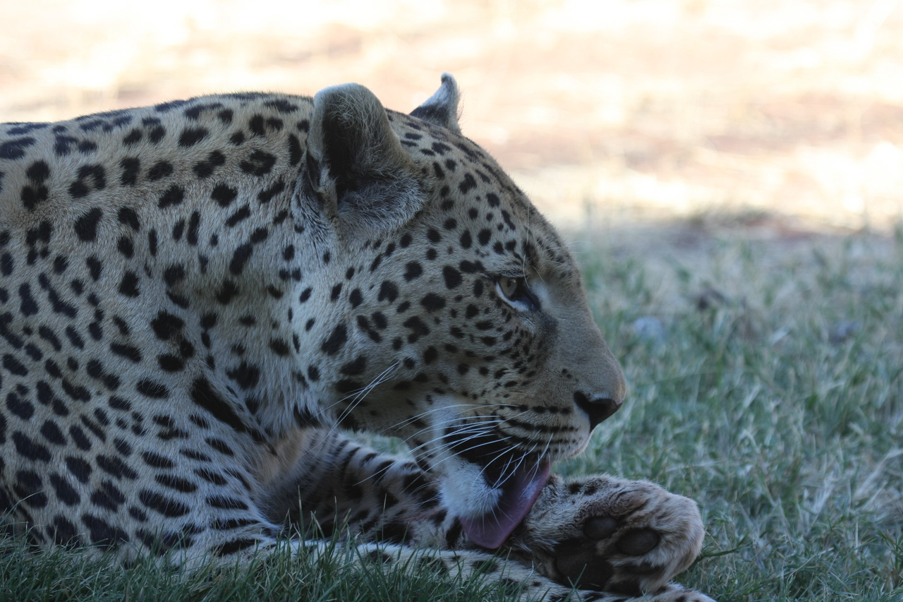 [6090] 2016_06_23_10_32_19_Africa_Canon_EOS_40D_IMG__01166.jpg