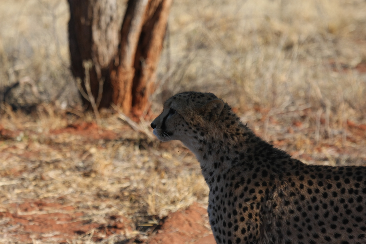 [6230] 2016_06_23_10_43_51_Africa_Canon_EOS_40D_IMG__01168.jpg