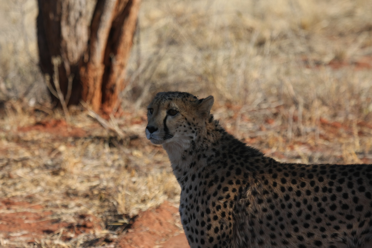 [6236] 2016_06_23_10_43_53_Africa_Canon_EOS_40D_IMG__01170.jpg