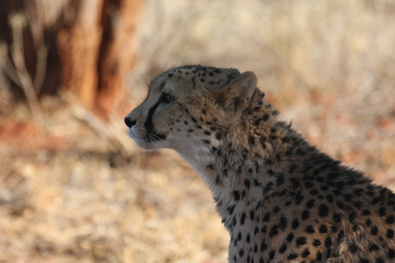 [6246] 2016_06_23_10_44_05_Africa_Canon_EOS_40D_IMG__01172.jpg