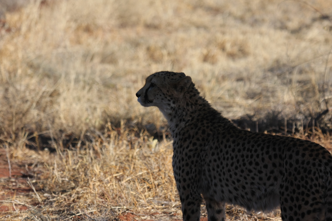 [6269] 2016_06_23_10_44_31_Africa_Canon_EOS_40D_IMG__01180.jpg