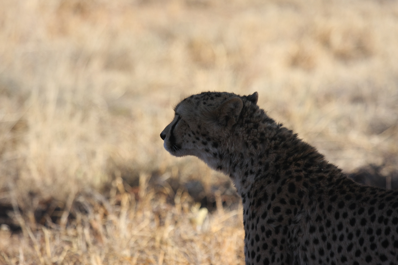 [6283] 2016_06_23_10_44_47_Africa_Canon_EOS_40D_IMG__01181.jpg