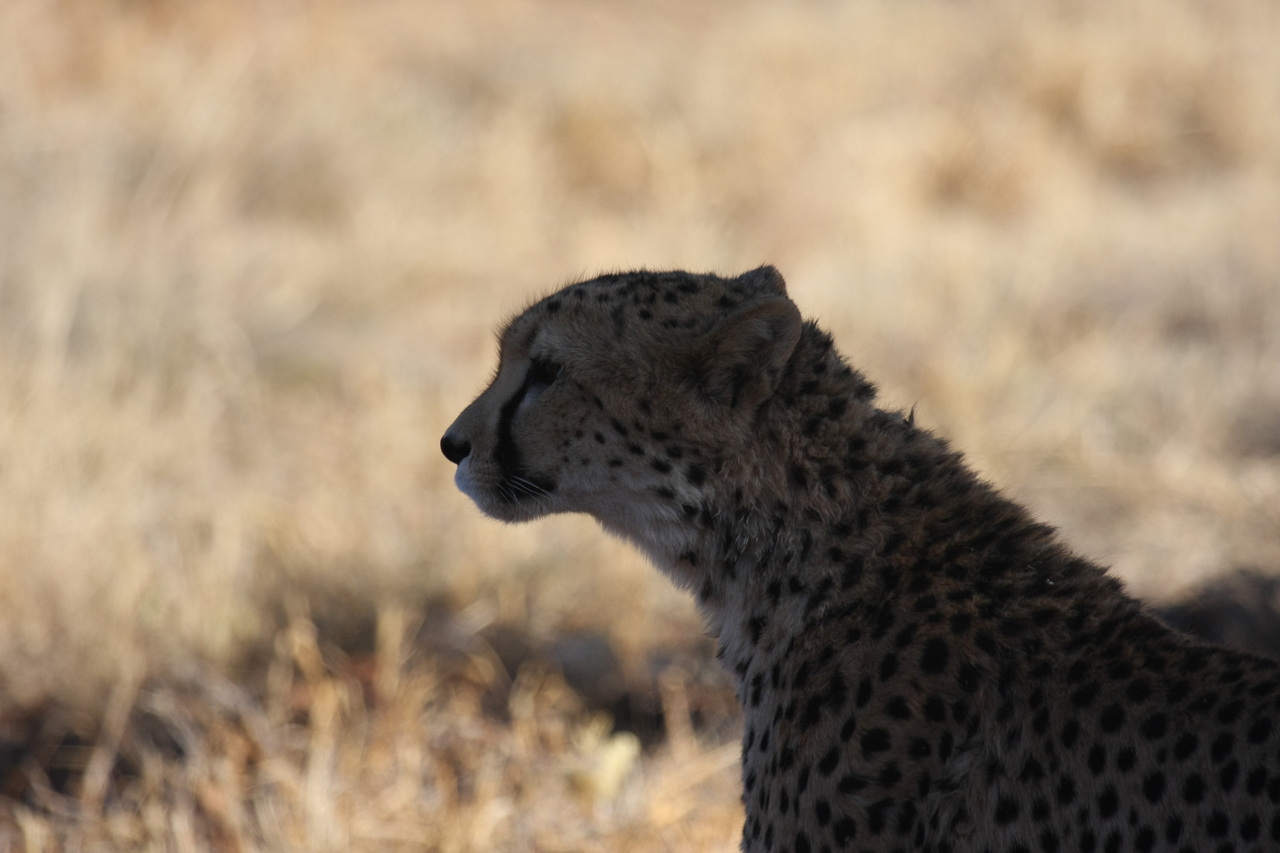 [6298] 2016_06_23_10_45_17_Africa_Canon_EOS_40D_IMG__01184.jpg