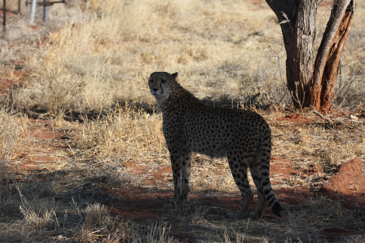 [6312] 2016_06_23_10_45_39_Africa_Canon_EOS_40D_IMG__08634.jpg