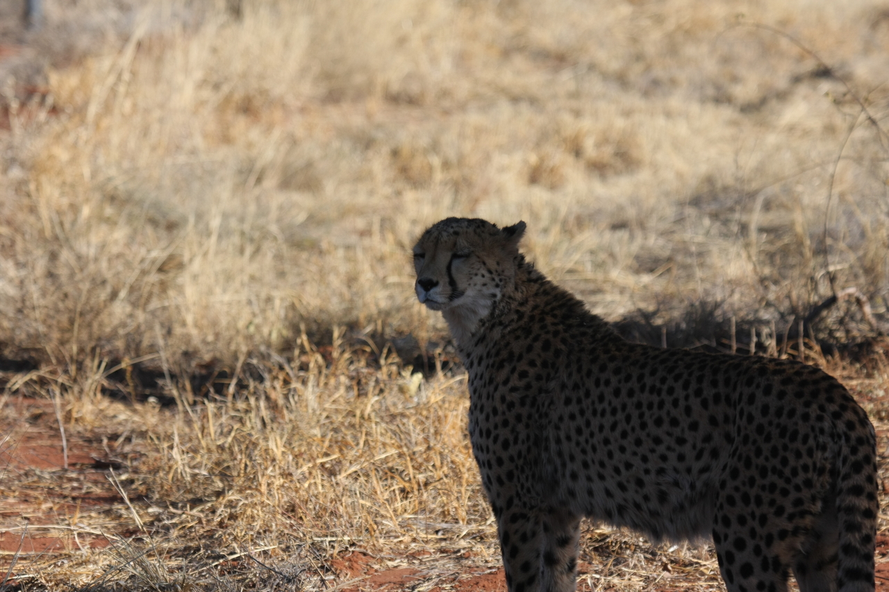 [6317] 2016_06_23_10_45_42_Africa_Canon_EOS_40D_IMG__08635.jpg