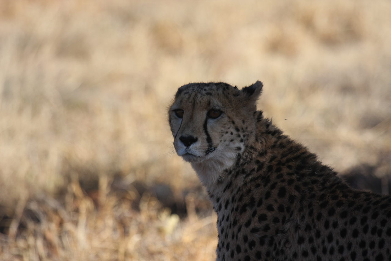 [6320] 2016_06_23_10_45_53_Africa_Canon_EOS_40D_IMG__00357.jpg
