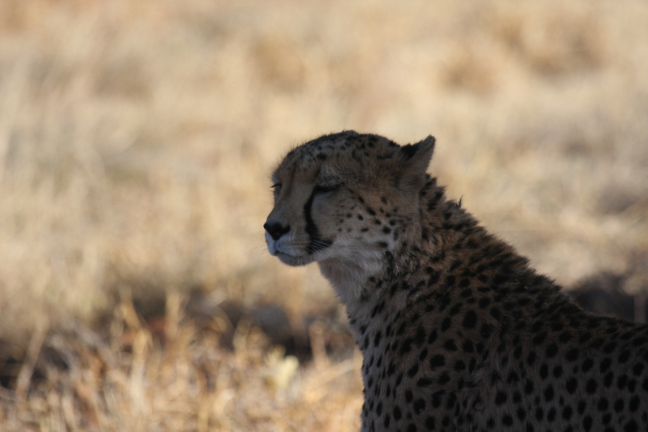 [6321] 2016_06_23_10_45_53_Africa_Canon_EOS_40D_IMG__00358.jpg