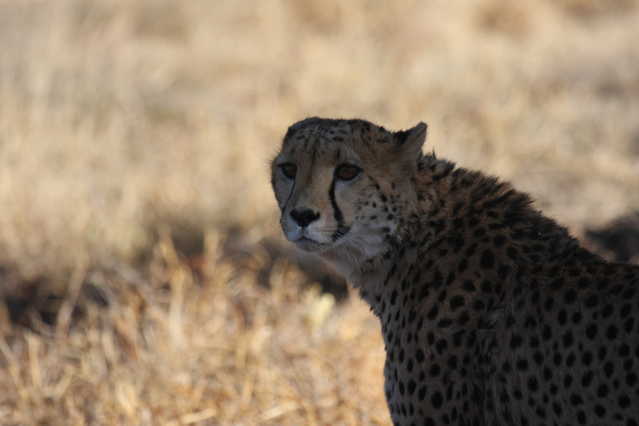 [6349] 2016_06_23_10_46_07_Africa_Canon_EOS_40D_IMG__00366.jpg