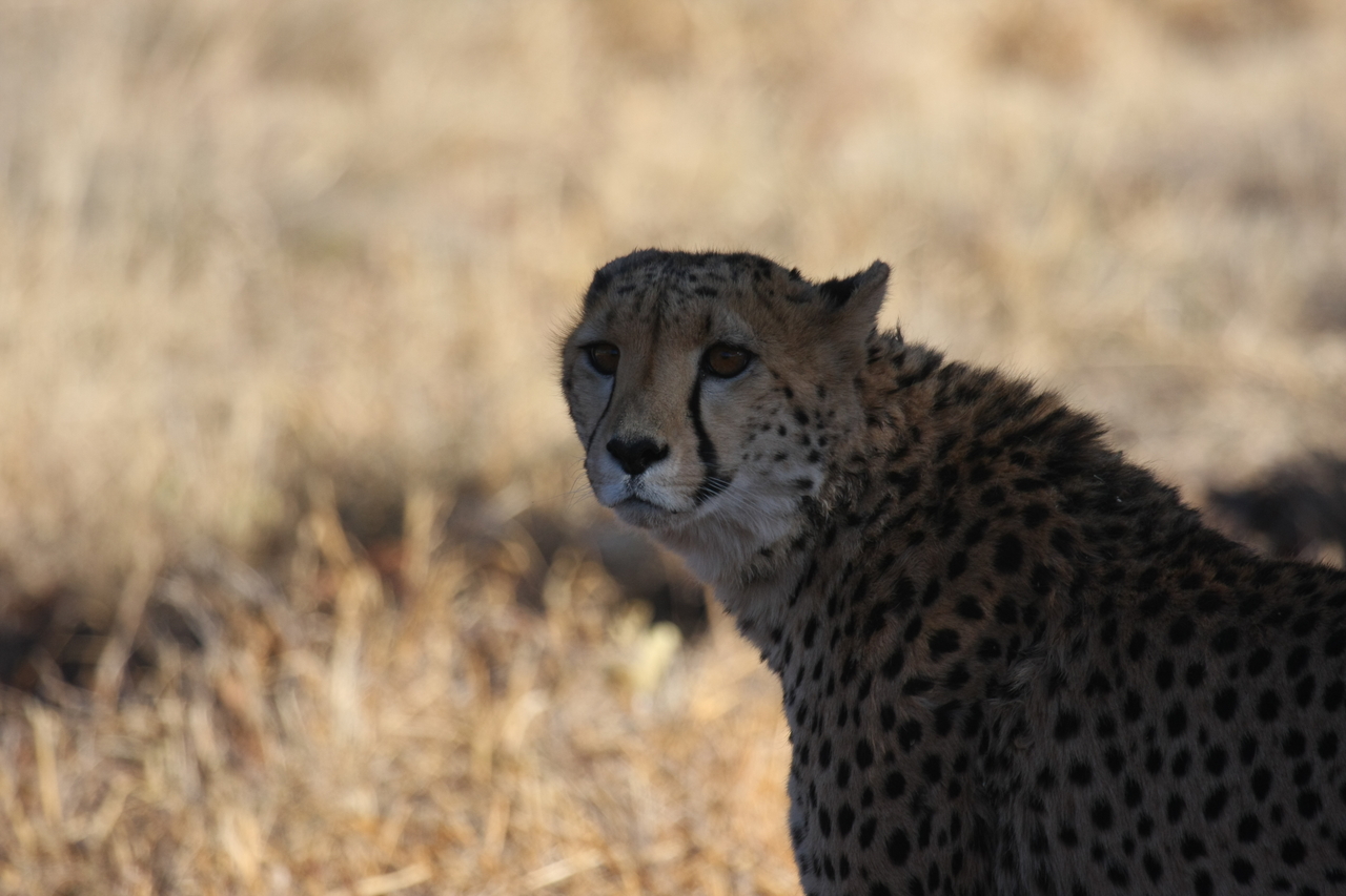 [6364] 2016_06_23_10_46_09_Africa_Canon_EOS_40D_IMG__00371.jpg