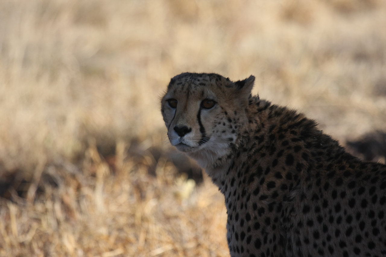 [6368] 2016_06_23_10_46_10_Africa_Canon_EOS_40D_IMG__00373.jpg