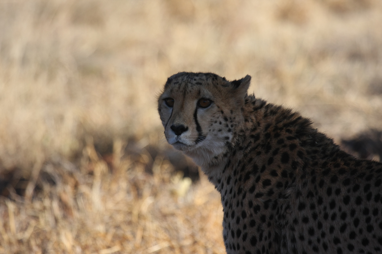 [6370] 2016_06_23_10_46_10_Africa_Canon_EOS_40D_IMG__01206.jpg