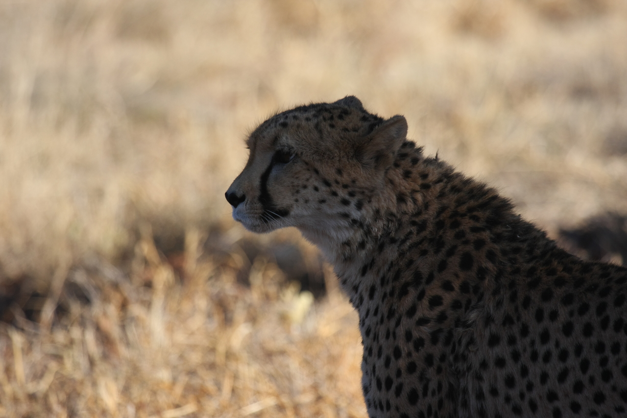 [6375] 2016_06_23_10_46_10_Africa_Canon_EOS_40D_IMG__08655.jpg