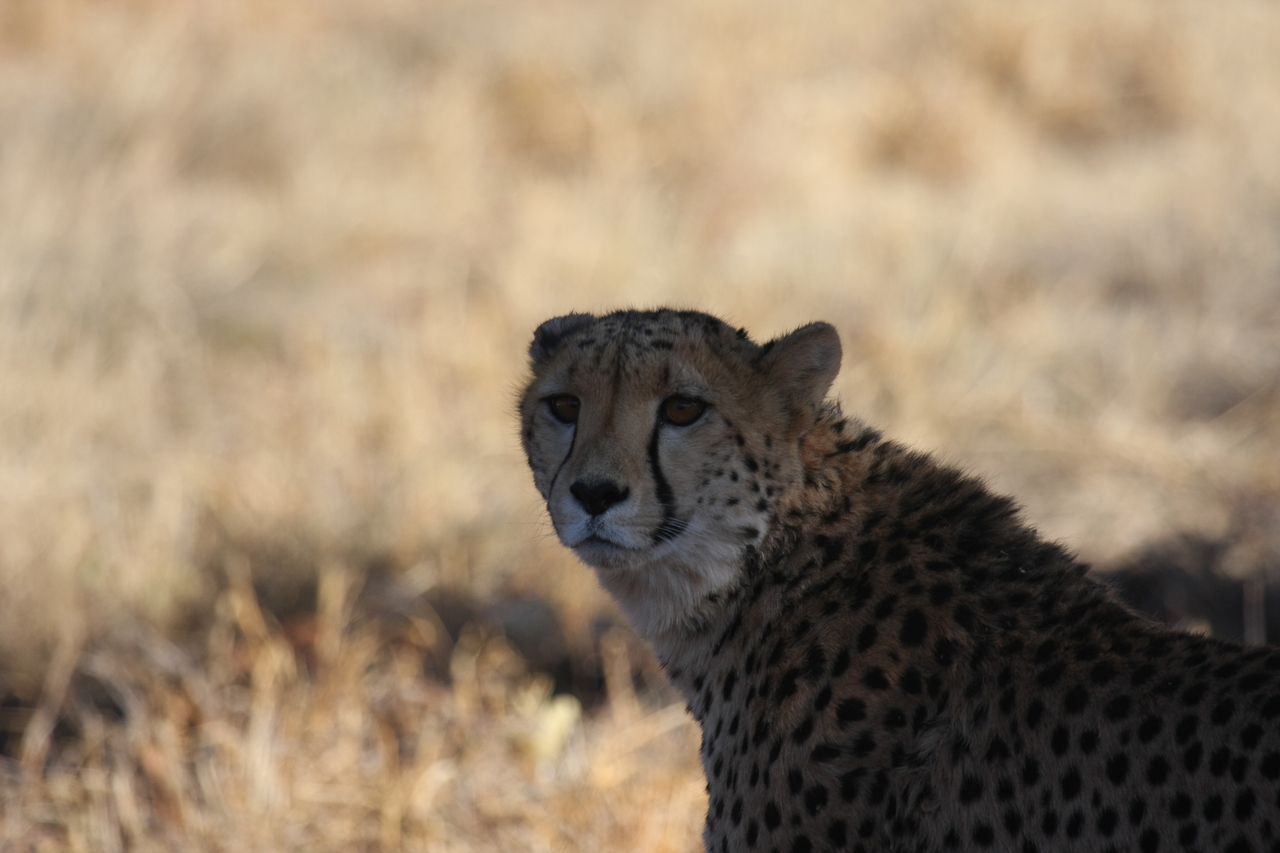 [6380] 2016_06_23_10_46_56_Africa_Canon_EOS_40D_IMG__01210.jpg