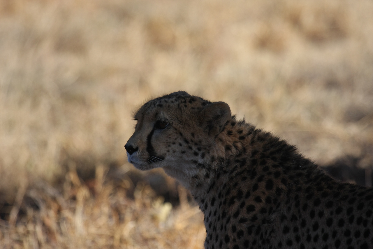 [6386] 2016_06_23_10_46_58_Africa_Canon_EOS_40D_IMG__00379.jpg