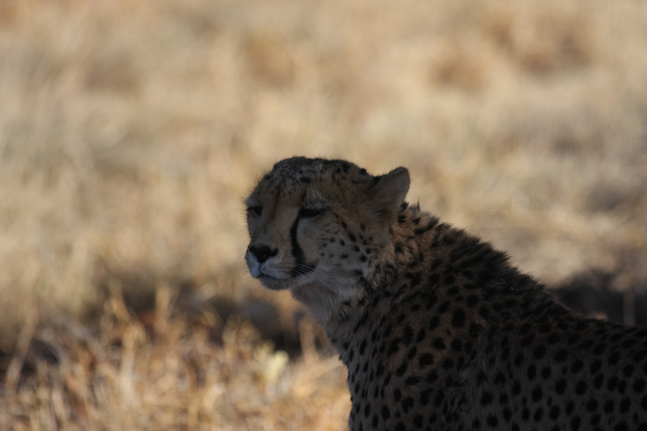 [6387] 2016_06_23_10_46_58_Africa_Canon_EOS_40D_IMG__01212.jpg