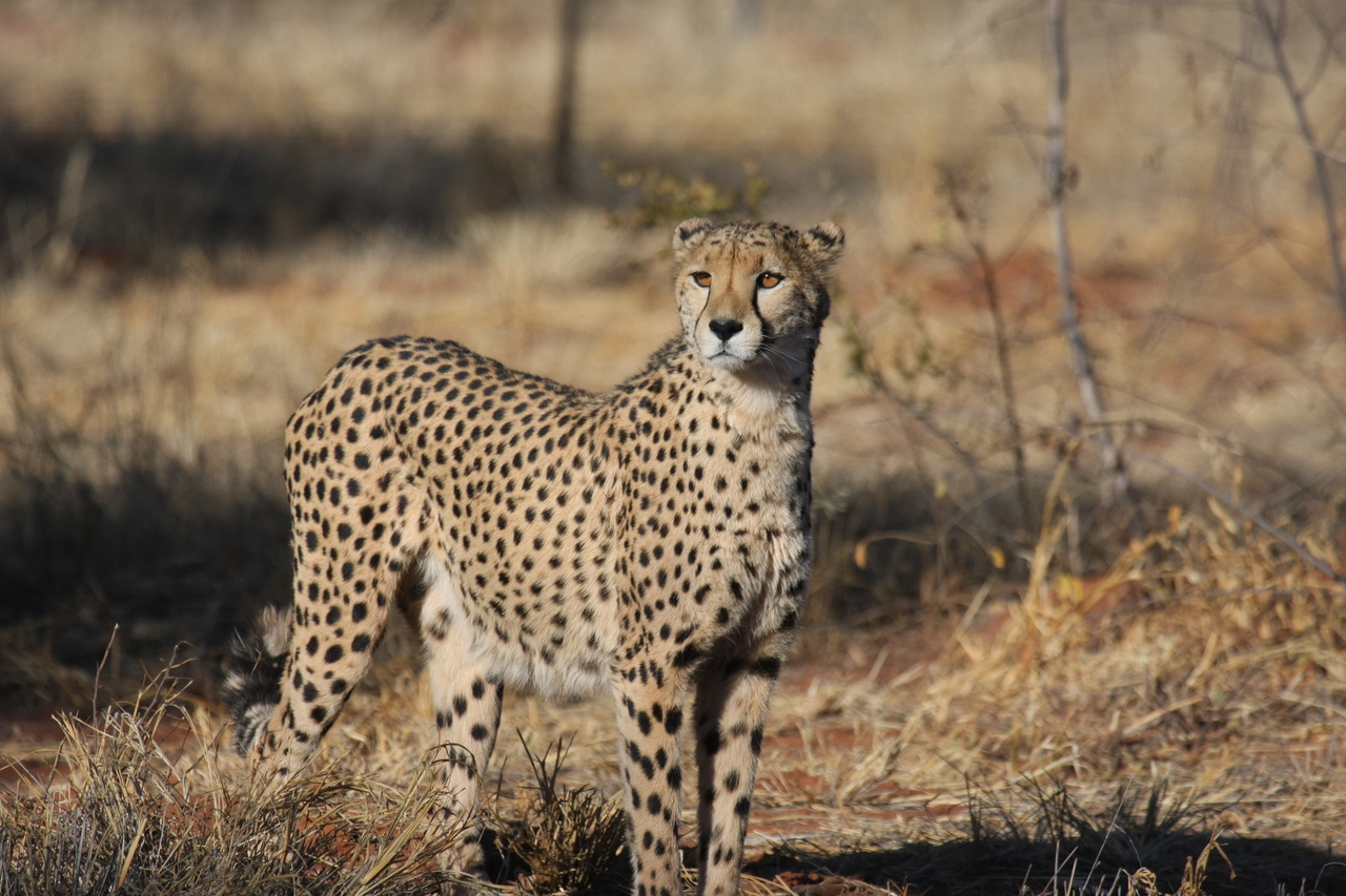 [6413] 2016_06_23_10_49_20_Africa_Canon_EOS_40D_IMG__08665.jpg