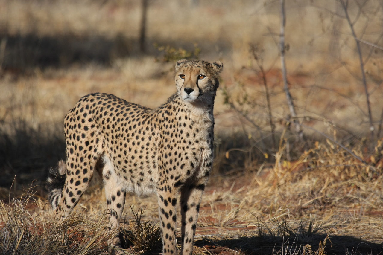 [6418] 2016_06_23_10_49_21_Africa_Canon_EOS_40D_IMG__01221.jpg