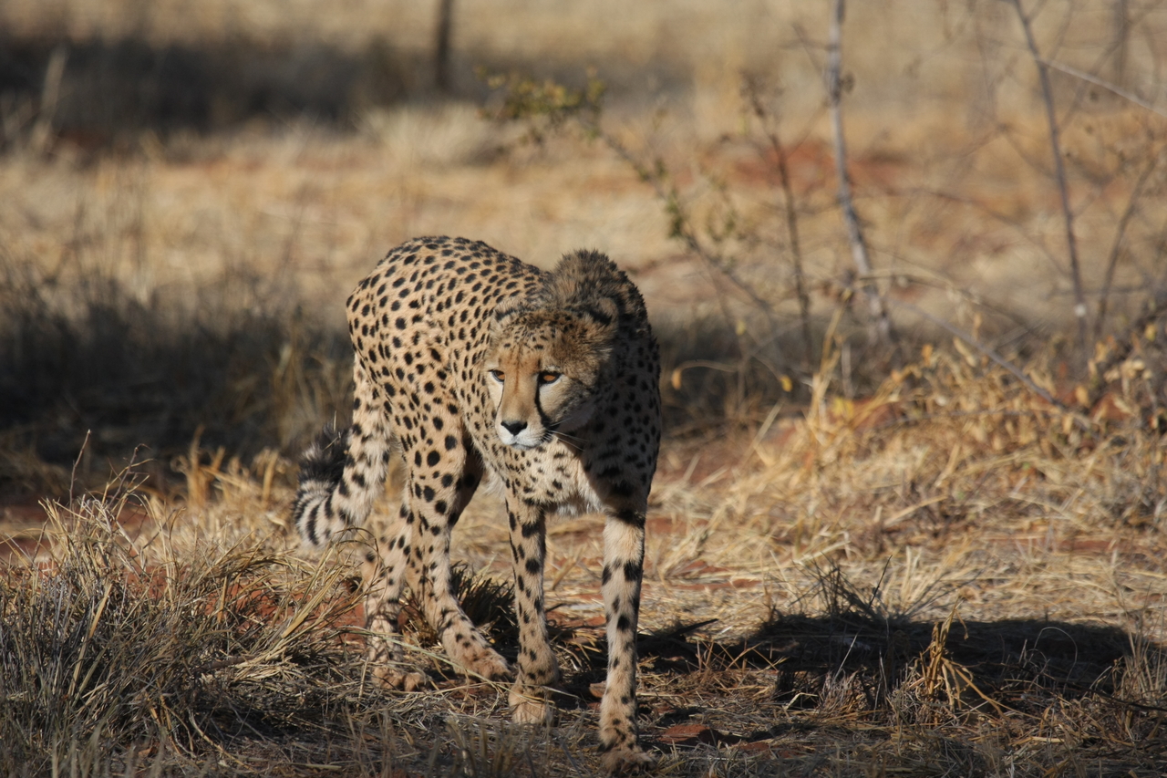 [6423] 2016_06_23_10_49_26_Africa_Canon_EOS_40D_IMG__00390.jpg