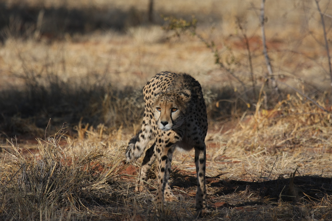 [6424] 2016_06_23_10_49_26_Africa_Canon_EOS_40D_IMG__00391.jpg