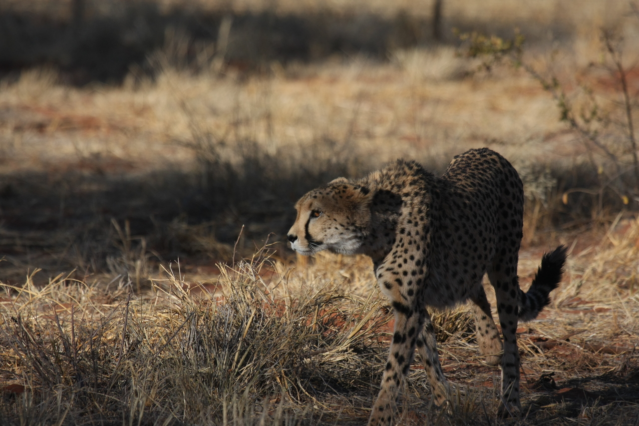 [6436] 2016_06_23_10_49_27_Africa_Canon_EOS_40D_IMG__08674.jpg