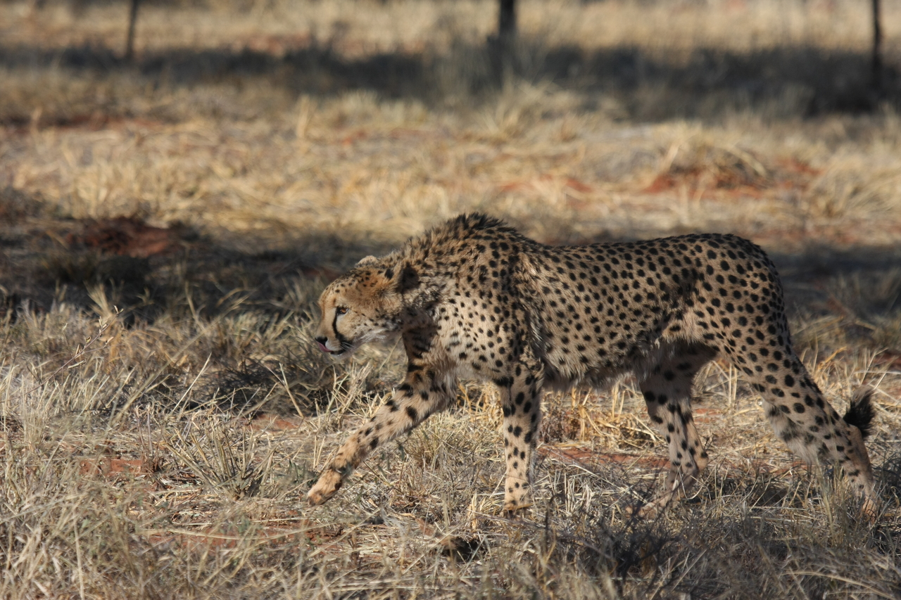 [6443] 2016_06_23_10_49_37_Africa_Canon_EOS_40D_IMG__08675.jpg