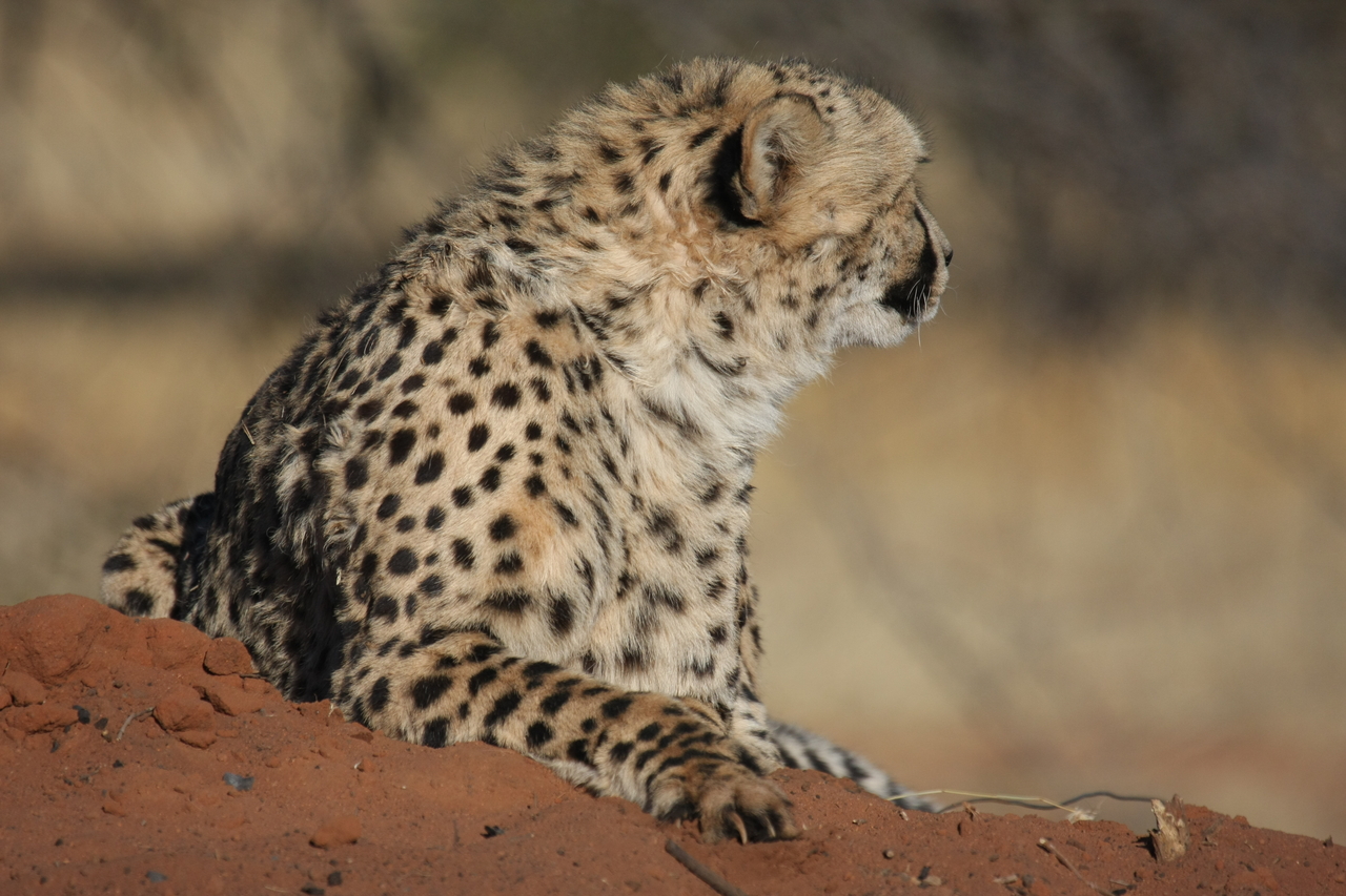 [6506] 2016_06_23_10_53_51_Africa_Canon_EOS_40D_IMG__01251.jpg