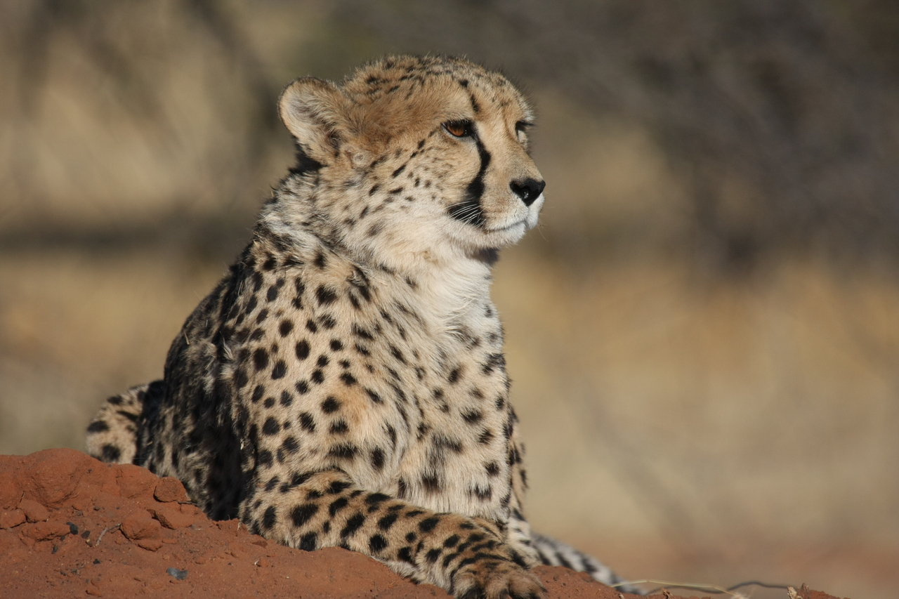 [6523] 2016_06_23_10_54_19_Africa_Canon_EOS_40D_IMG__00422.jpg