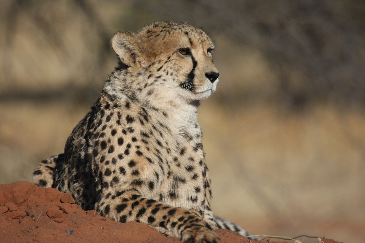 [6524] 2016_06_23_10_54_19_Africa_Canon_EOS_40D_IMG__00423.jpg