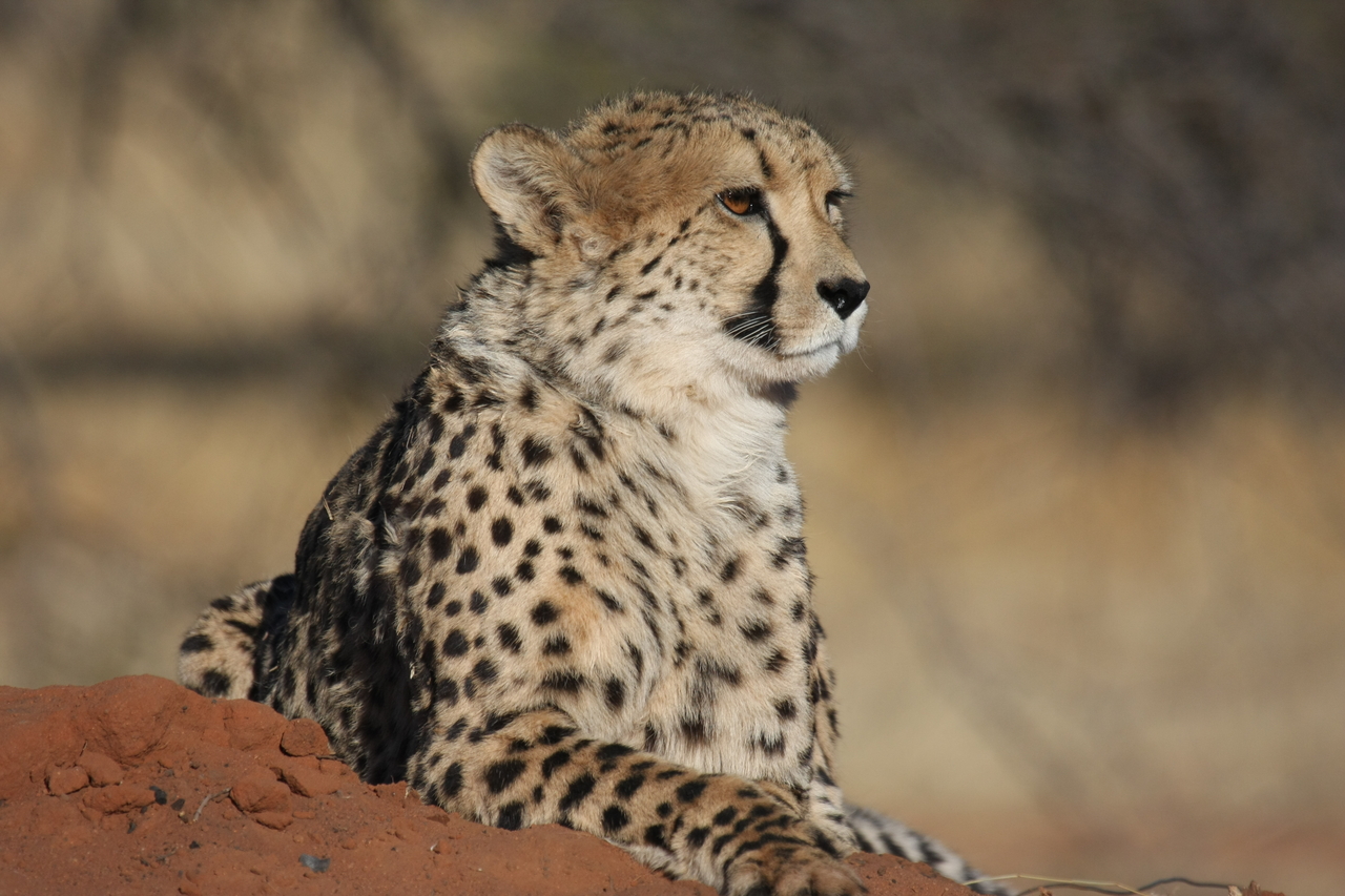 [6532] 2016_06_23_10_54_25_Africa_Canon_EOS_40D_IMG__00425.jpg