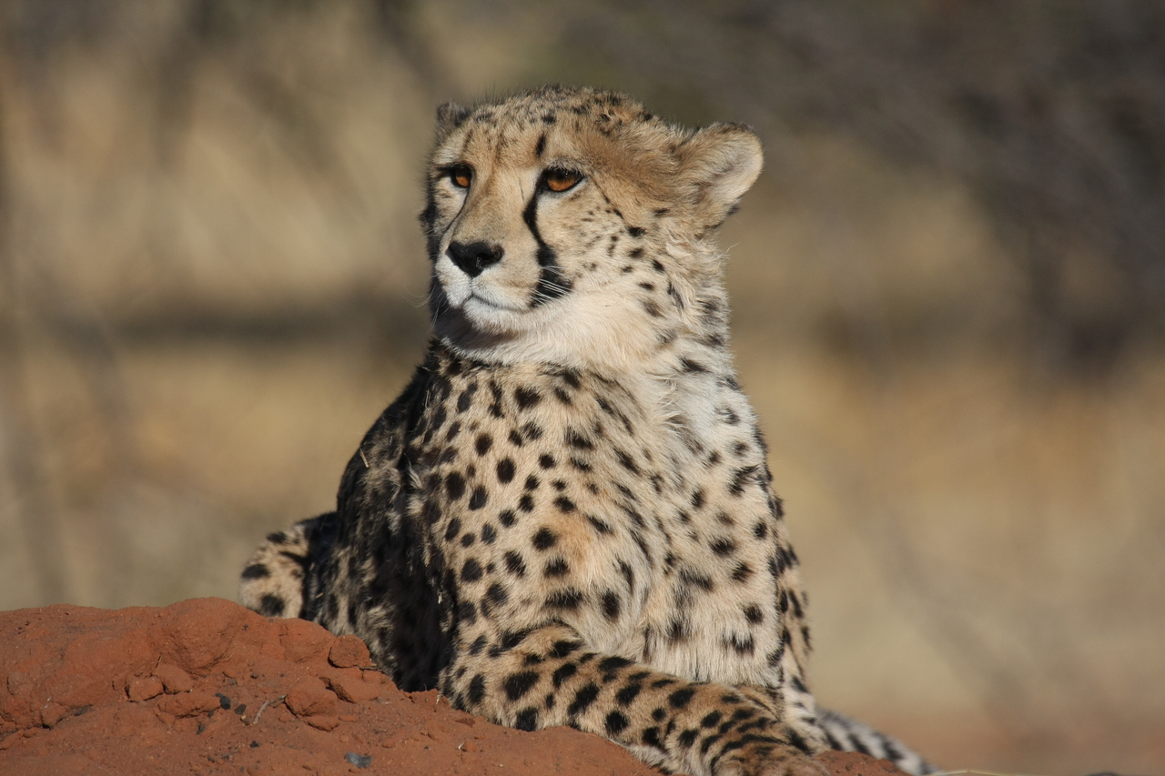 [6541] 2016_06_23_10_54_26_Africa_Canon_EOS_40D_IMG__08707.jpg