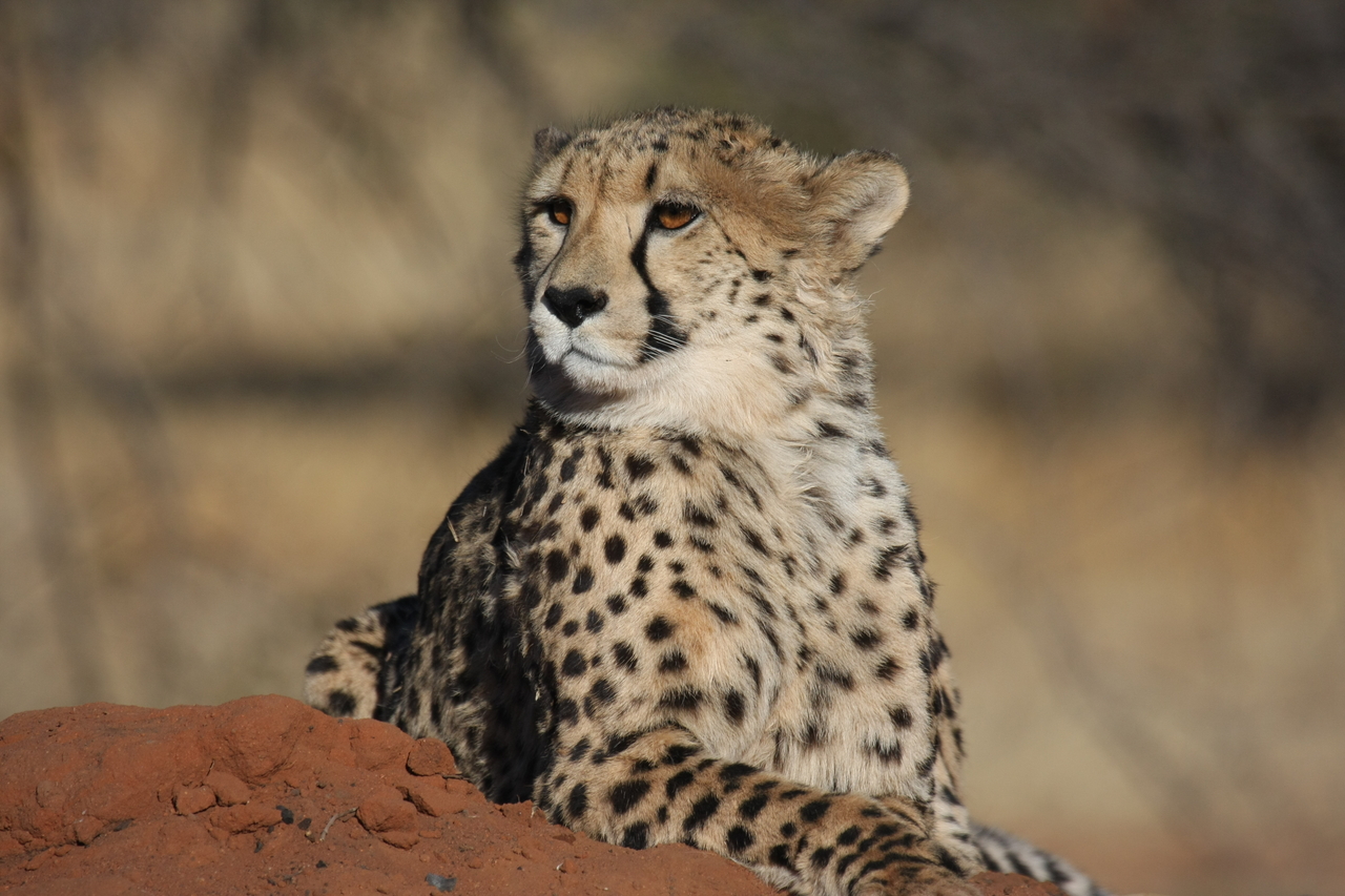 [6542] 2016_06_23_10_54_26_Africa_Canon_EOS_40D_IMG__08708.jpg