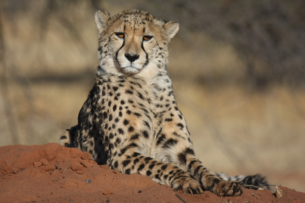 [6551] 2016_06_23_10_54_46_Africa_Canon_EOS_40D_IMG__00432.jpg