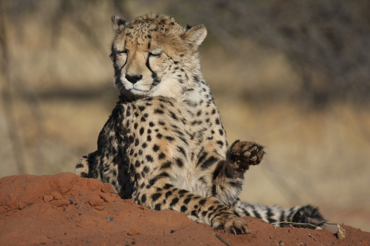 [6553] 2016_06_23_10_54_46_Africa_Canon_EOS_40D_IMG__01265.jpg