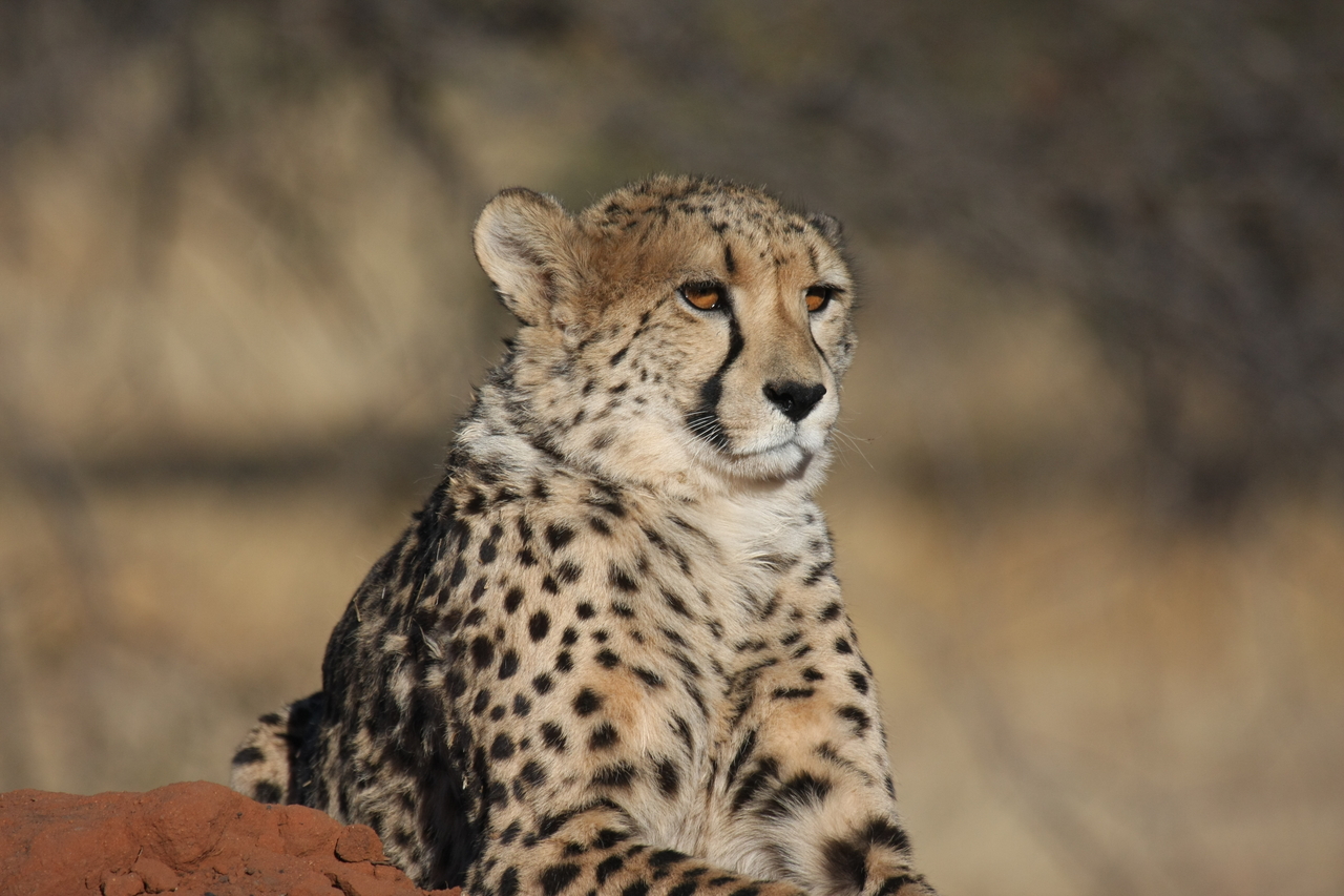 [6575] 2016_06_23_10_54_52_Africa_Canon_EOS_40D_IMG__00438.jpg