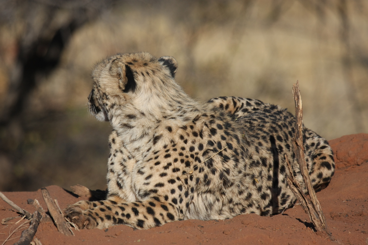 [6580] 2016_06_23_10_54_59_Africa_Canon_EOS_40D_IMG__00439.jpg