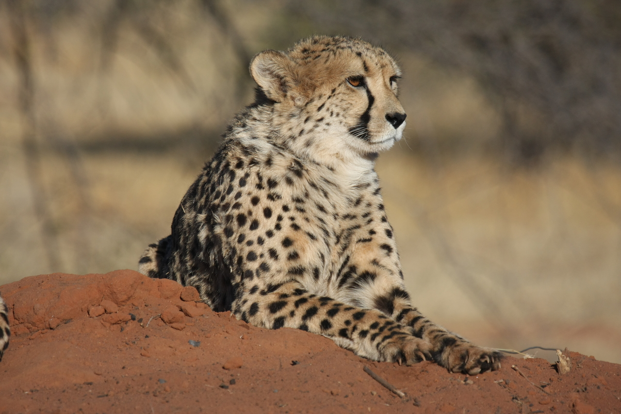 [6596] 2016_06_23_10_55_31_Africa_Canon_EOS_40D_IMG__00443.jpg