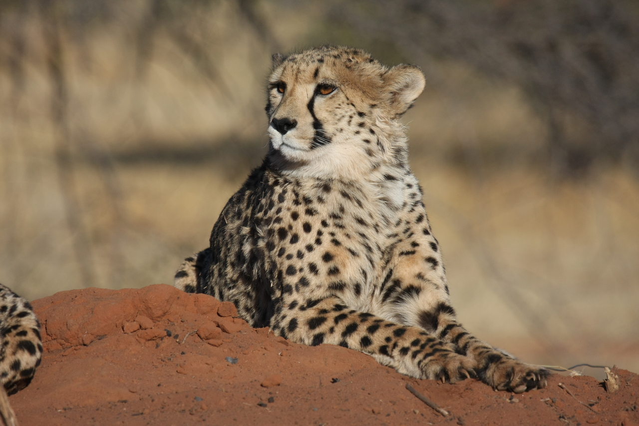 [6610] 2016_06_23_10_55_34_Africa_Canon_EOS_40D_IMG__01280.jpg