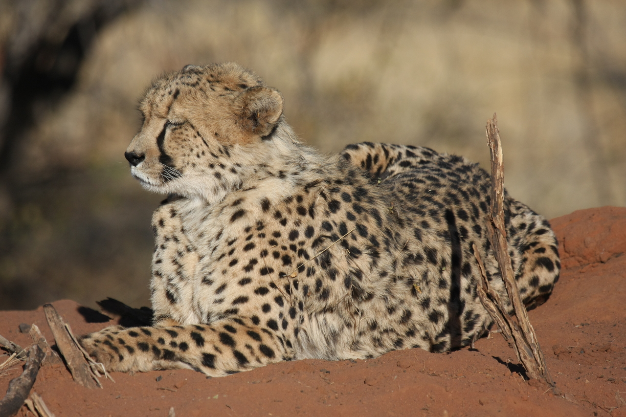 [6620] 2016_06_23_10_55_41_Africa_Canon_EOS_40D_IMG__01282.jpg