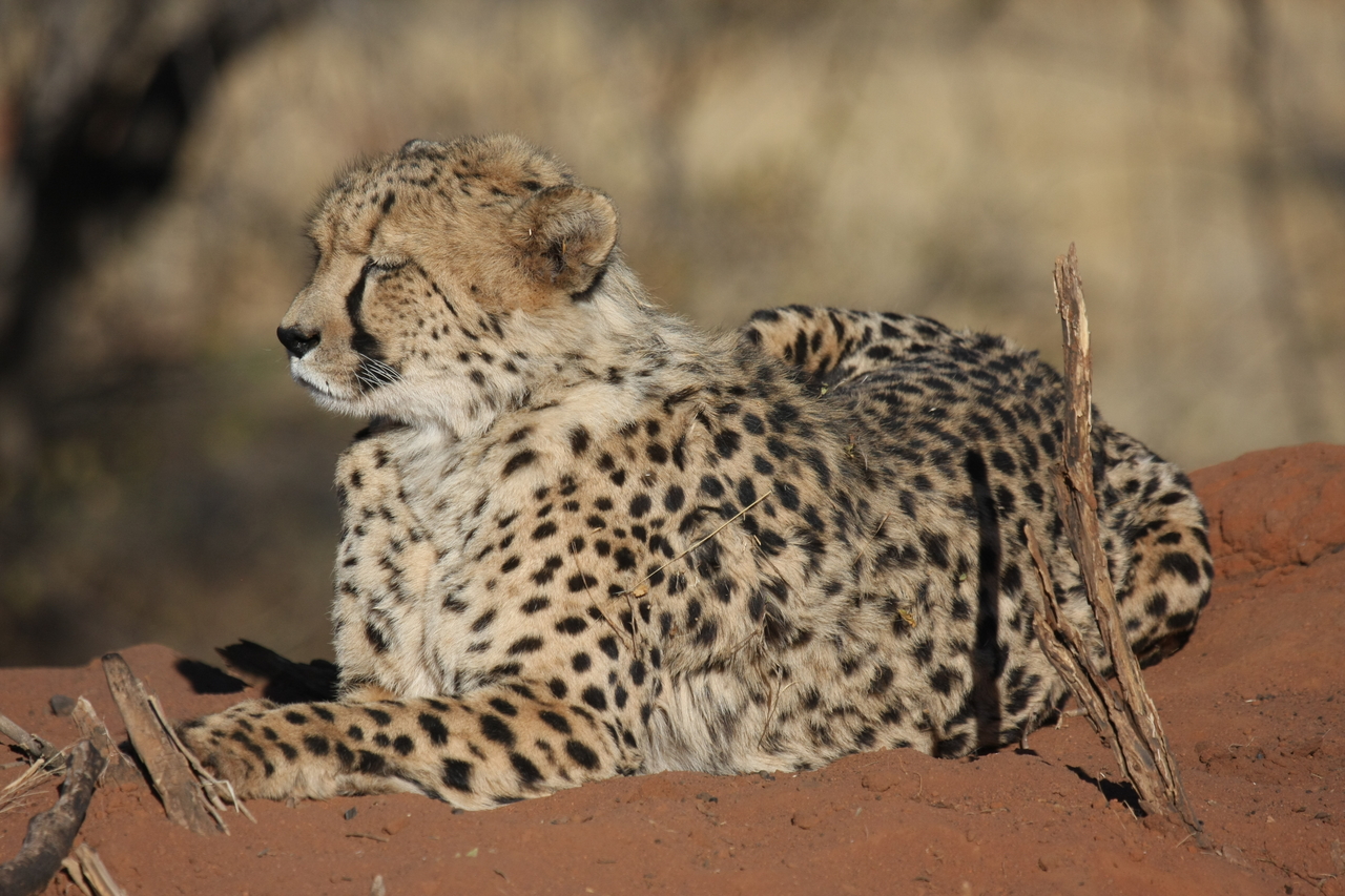 [6621] 2016_06_23_10_55_41_Africa_Canon_EOS_40D_IMG__01283.jpg