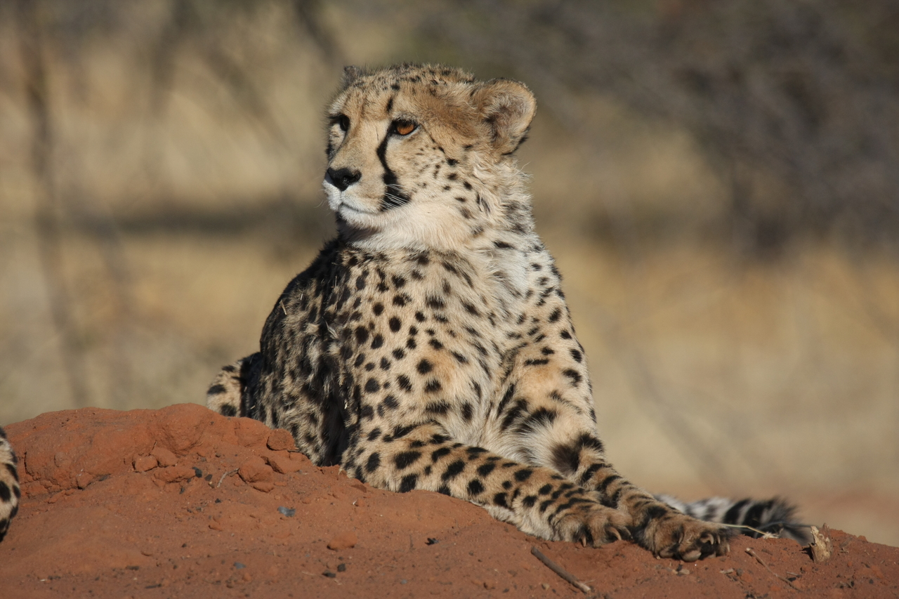 [6629] 2016_06_23_10_55_53_Africa_Canon_EOS_40D_IMG__00450.jpg