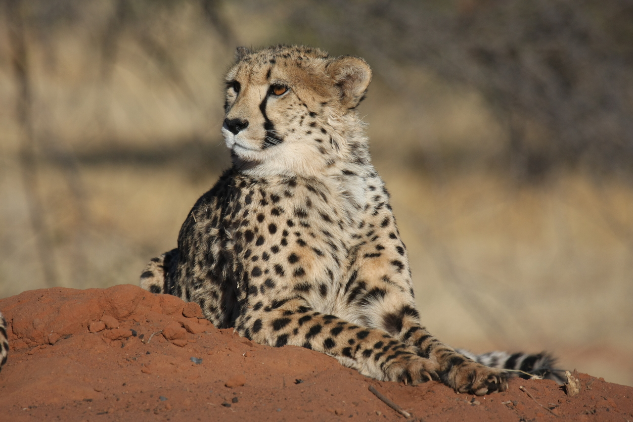 [6634] 2016_06_23_10_55_53_Africa_Canon_EOS_40D_IMG__08732.jpg